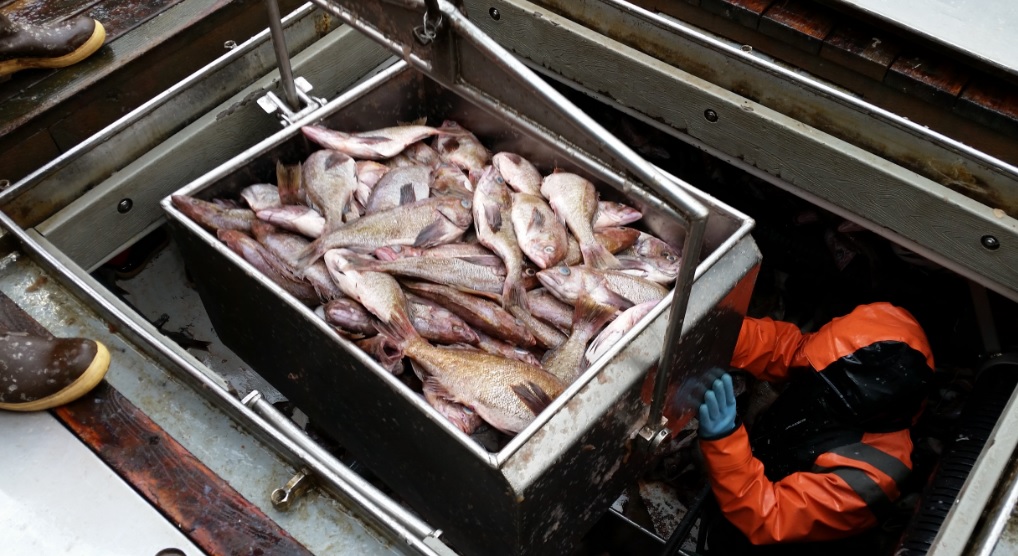 West Coast Trawlers Landed 20 Million More Pounds in 2017 as Rockfish Rule Changes Take Hold